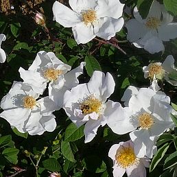 Rosa virginiana