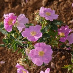 Rosa glutinosa