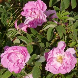 Rosa gallica officinalis