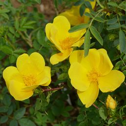 Rosa foetida