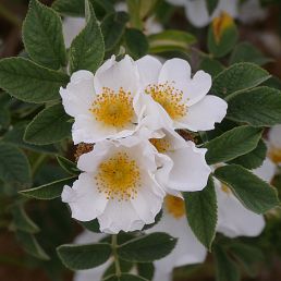 Rosa arnoldiana kirghisia