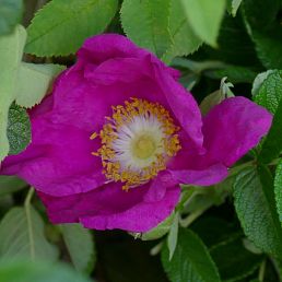 Rosa rugosa