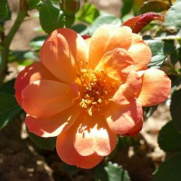 Sugar Candy Rose®