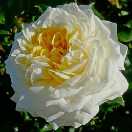 Rose de Bretagne®