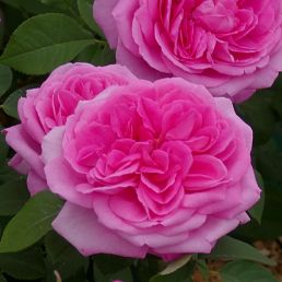 Gertrude Jekyll®