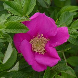 Rosa rugosa scabrosa