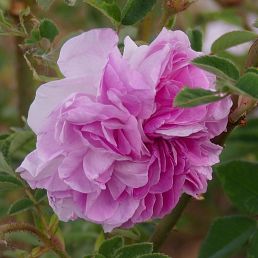 Rosa damascena