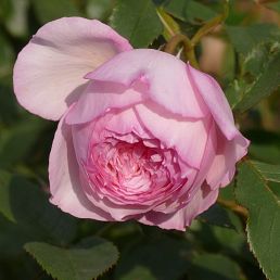 The Mill on the Floss®