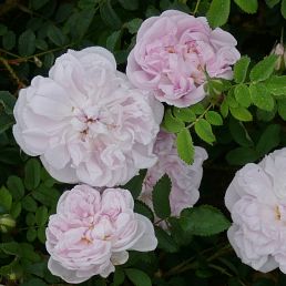 Rosa pimpinellifolia Stanwell Perpetual