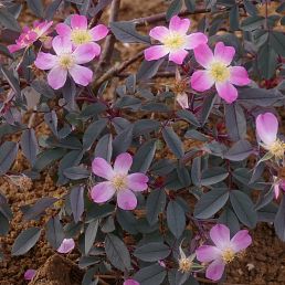 Rosa Rubrifolia