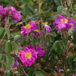 Rosa sweginzowii macrocarpa