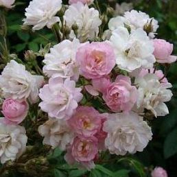 Guirlande rose®