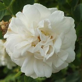 Rosa alba 'Maxima"
