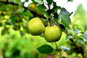 XXème Werder Prince hasenkopf historiquement pomme Buschbaum 150-170 cm racine nue m7 XXème Werder Prince hasenkopf historiquement pomme Buschbaum 150-170 cm racine nue m7