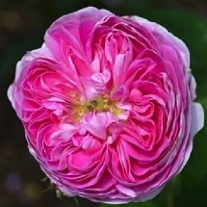 Rosier Duc de Fitzjames