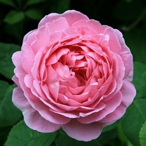 Rosier Constance Spry®