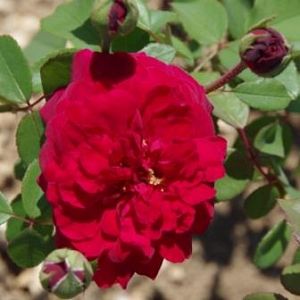 Rosier Tess of the d'Urberville®