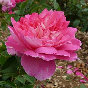 Rosier Borneo odore®