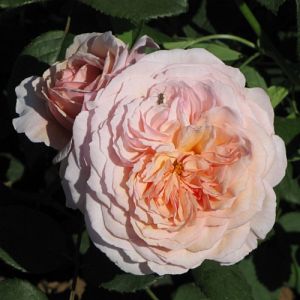 Rosier A Shropshire Lad®