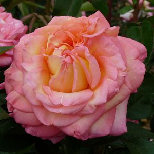 Rosier Roberto Alagna®