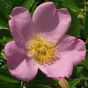 Rosier Rosa carolina