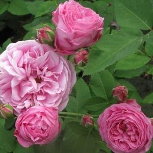Rosier L'Ouche