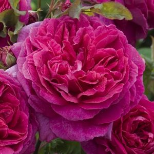 Rosier Young Lycidas®