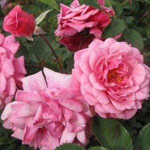 Rosier Mela Rosa®
