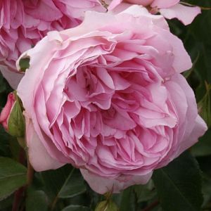 Rosier Roseraie du Châtelet®