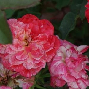 Rosier Punch®
