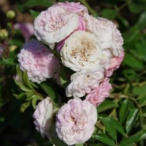 Rosier Pink Ghislaine de Féligonde®