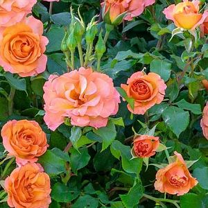 Rosier Message d espoir®