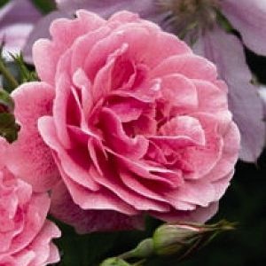 Rosier Invictus®