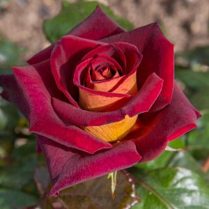 Rosier Eddy Mitchell®
