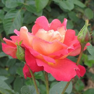 Rosier Mme Dieudonné
