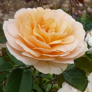 Rosier Rosemantic Amber®