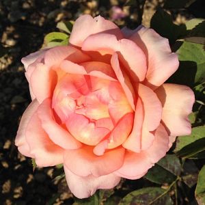 Rosier Lumen®