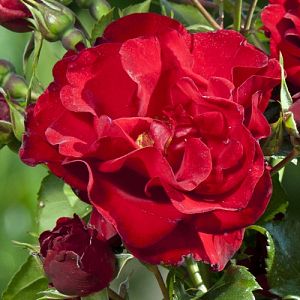 Rosier Zéphyr®