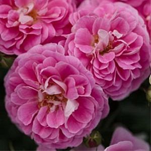 Rosier Lovely pink®