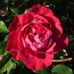 Rosier Lorie Pester®