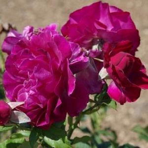 Rosier Blue Eden®