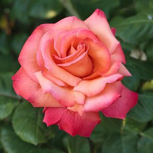 Rosier Christophe Colomb®