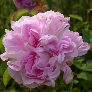 Rosier Blush damask