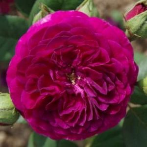 Rosier Purple Lodge®