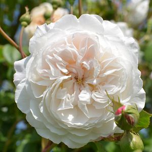 Rosier The Albrighton Rambler®