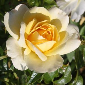 Rosier Alix de Vergy®