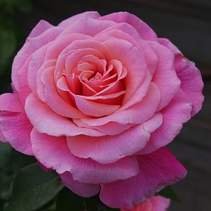 Rosier Diane de Ribes®