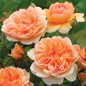 Rosier Port Sunlight®