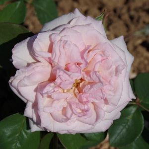 Rosier Gloire de Dijon