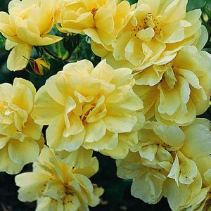 Rosier Célina®